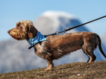 Découvrez les chiens qui apprécient les sorties en laisse