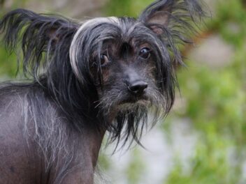 Les meilleures races de chiens pour un Verseau