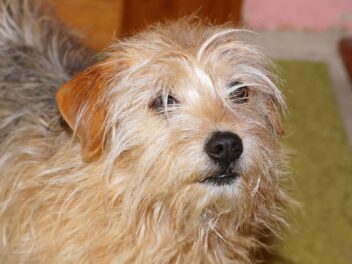 Comment présenter votre chien à votre nouveau colocataire ?