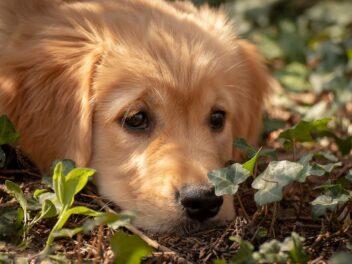 Les dangers les plus courants du jardin pour les chiens