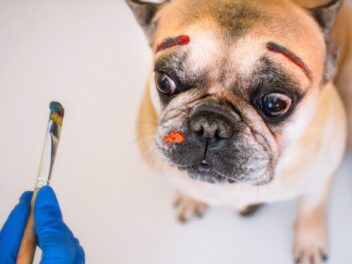 Les chiens sont-ils créatifs ? Une étude le démontre