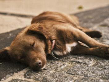 Les 8 races de chien qui sont les plus épuisantes pour leur maitre