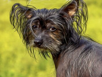 7 races de chien qui n’ont pas le vent en poupe