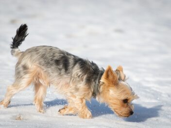 Les 9 races de chiens qui ont le meilleur odorat