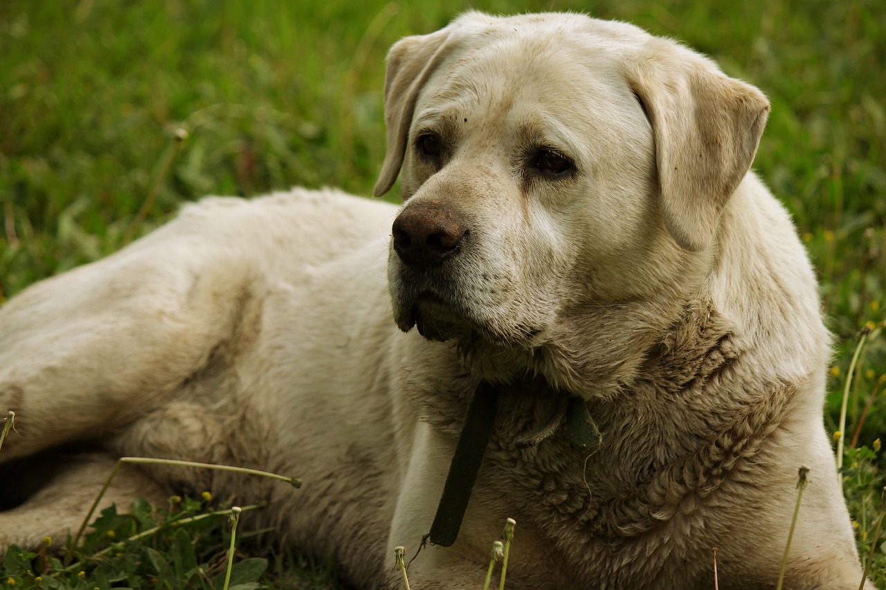 Ce que signifient les taches de larmes de votre chien