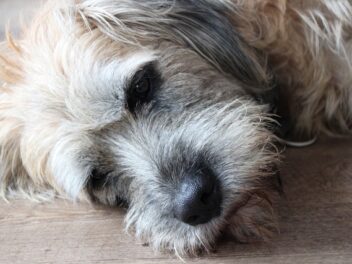 4 raisons de ne jamais teindre son chien