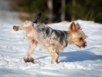 Particules dans l&rsquo;urine chez le chien : Symptômes, causes et traitements