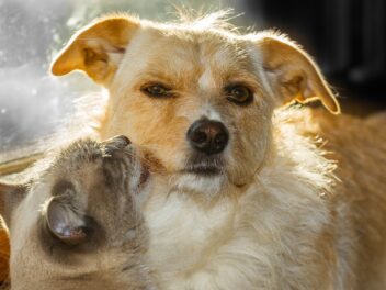 10 races de chiens adaptées aux chats