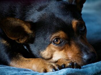 Pourquoi mon chien a-t-il des pellicules ?