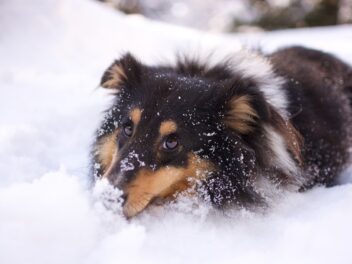 Les meilleures races de chiens pour le Taureau