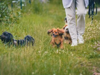 5 façons de rendre la promenade plus excitante pour le chien