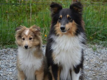 Les meilleures races de chiens pour la Balance