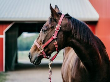 Qu&rsquo;est ce qu&rsquo;un éthologue et comment peut-il vous aider à mieux communiquer avec votre cheval ?