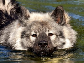 Top des races de chiens qui ressemblent à des ours