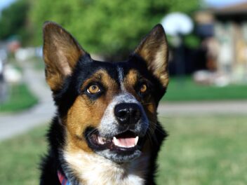 Tout ce qu&rsquo;il faut savoir sur les micropuces pour chiens