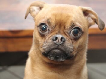 Qu&rsquo;est-ce qu&rsquo;un carlin rétro ?