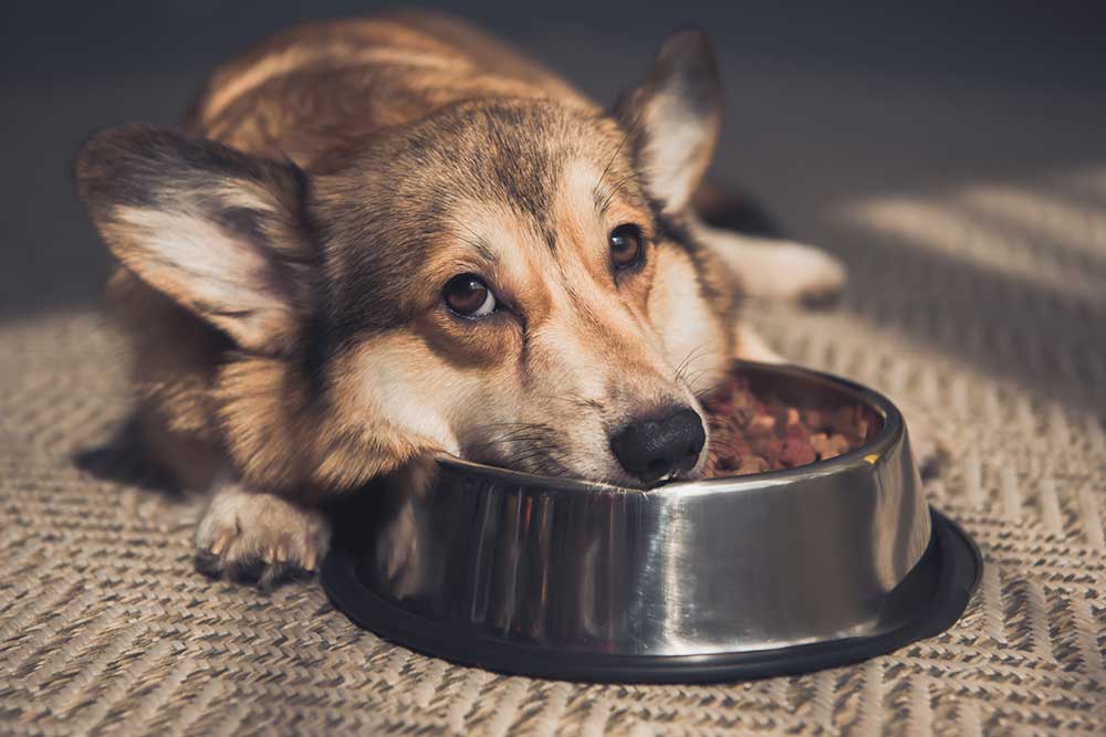 guide croquettes pour chiens