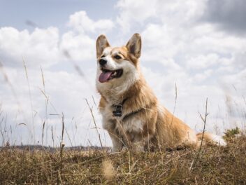Les meilleures races de chiens le signe du cancer