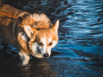Comment initier votre chien à l&rsquo;eau