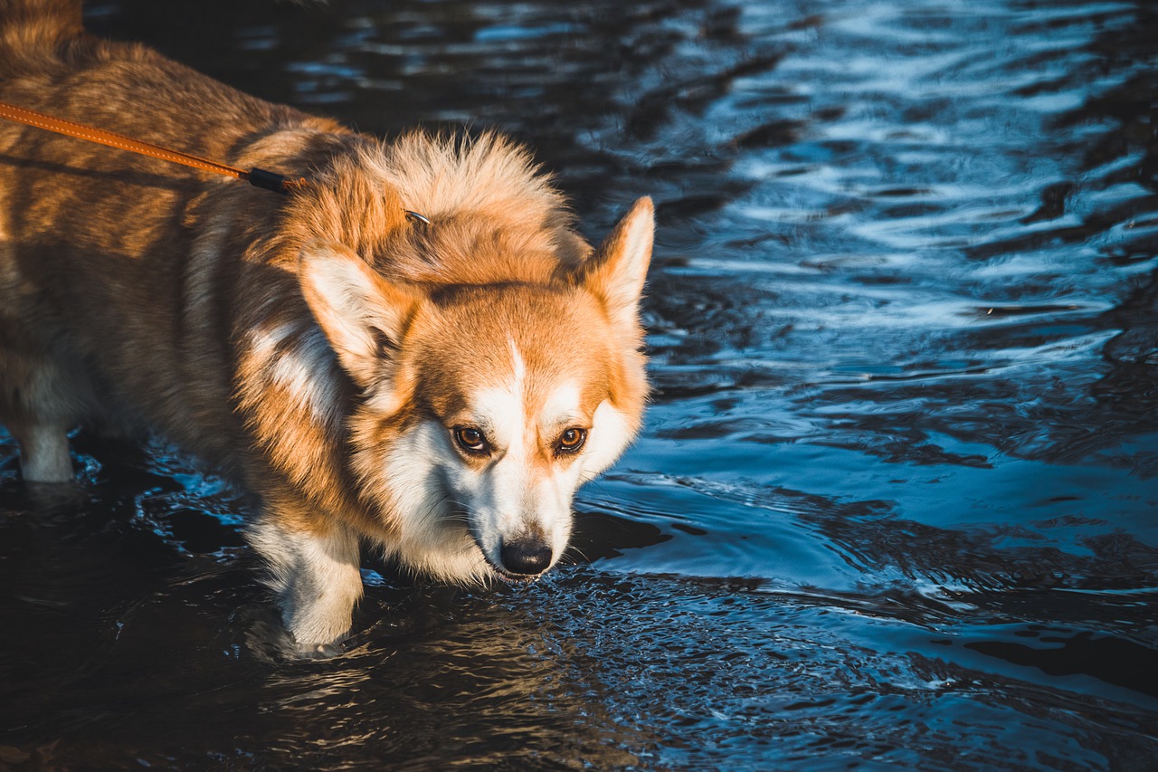 Comment initier votre chien à l&rsquo;eau