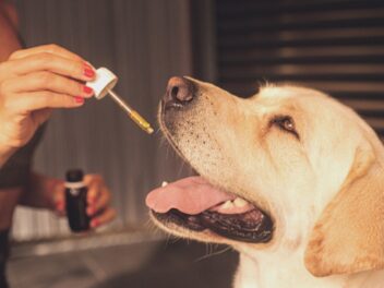 Les 7 bienfaits de l&rsquo;huile de CBD pour votre chien