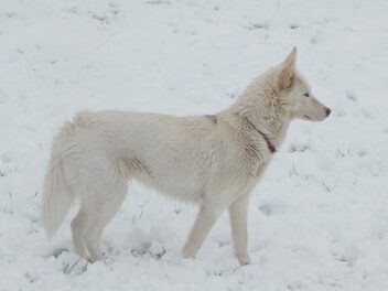 Un chien perdu s&rsquo;échoue sur la banquise en Alaska