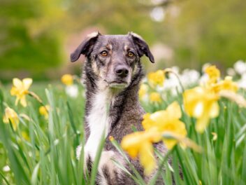 5 faits étonnants sur le comportement des chiens au printemps