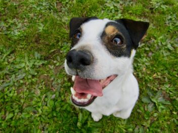 8 races de chien qui sont les moins effacées