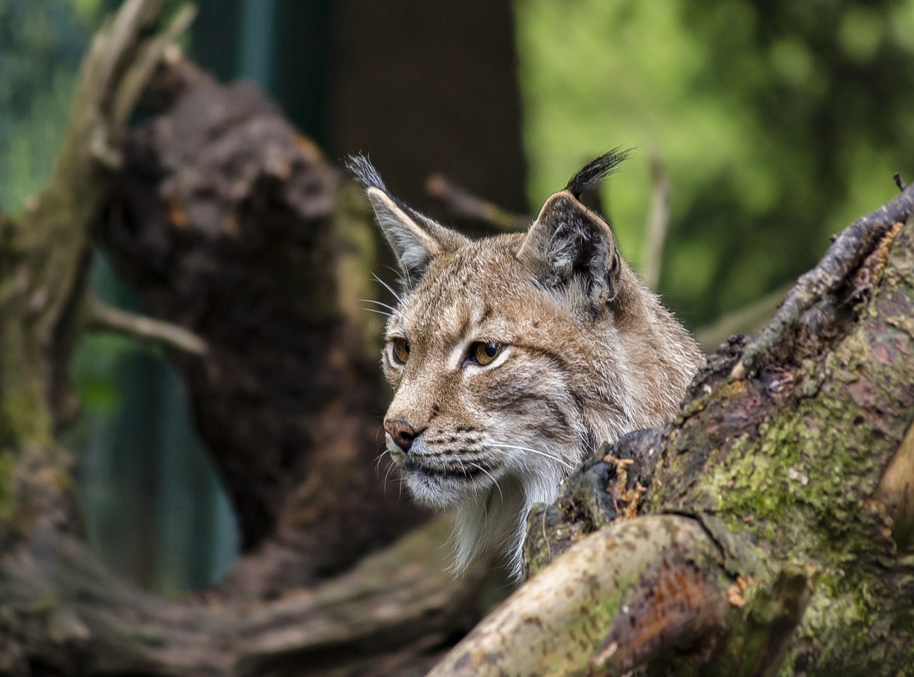 Un lynx roux attaque un chien dans la cour