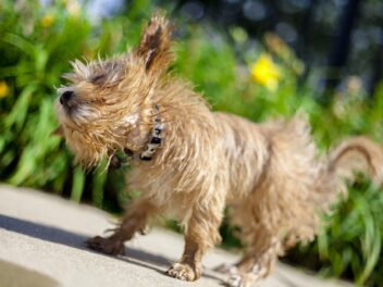 11 faits super intéressants sur le Maltipoo