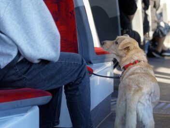 Comment voyager en train avec des chiens