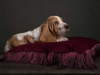 7 races de chien qui ne feront pas du tout de dégâts en votre absence