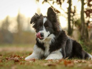 Voici 8 races de chien qui ne savent pas se tenir