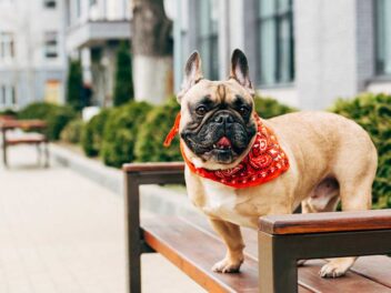 Voici 8 races de chien qui vont vous apporter du réconfort