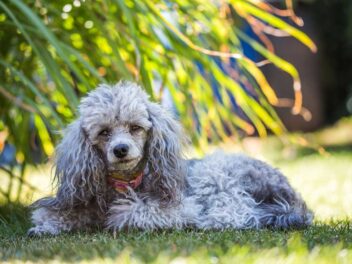 Les 7 races de chien qui savent très bien se tenir en public