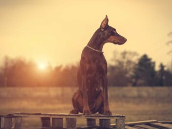 Voici 8 races de chien qui pourront porter secours à leur maître