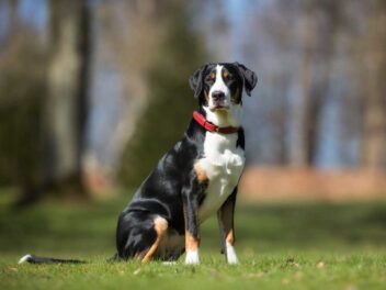 7 races de chien qui vont escorter leur maître partout