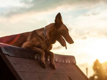 Les 8 races de chien qui sont totalement dignes de confiance