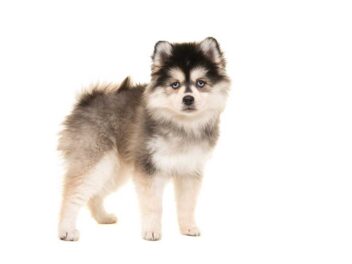 Selon un sondage, voici les 10 races de chien les plus ravissantes du monde