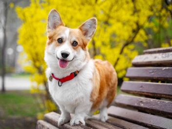 Les meilleures races de chiens au pelage coloré