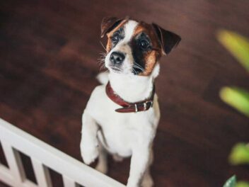 Voici les 7 races de chien qui sont les plus déchainées