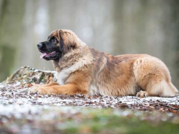 Les meilleures races de chiens de garde pour la ferme