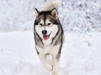 Les 8 races de chien qui n’aiment pas vraiment être caressées