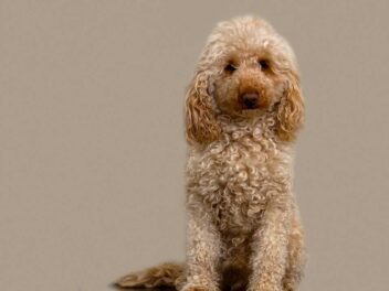 Les 10 races de chien qui sont vraiment les moins pénibles