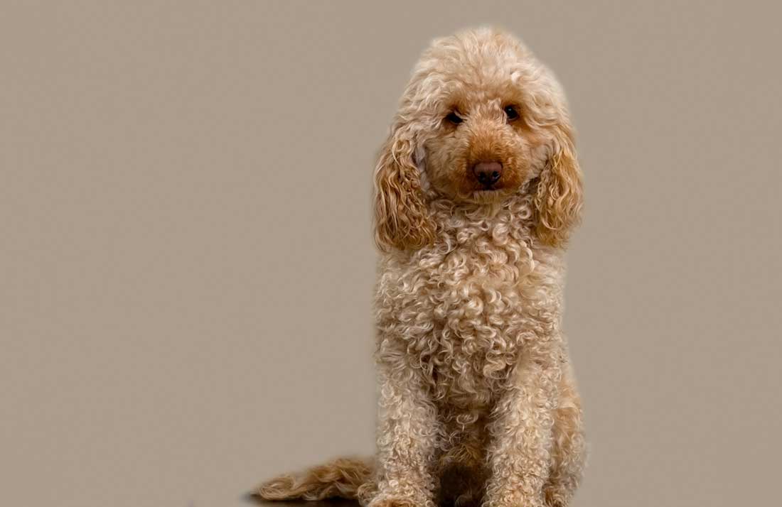 races de chien qui sont les moins pénibles