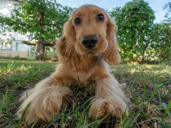 Voici 7 races de chien qui ont un caractère pénible à supporter