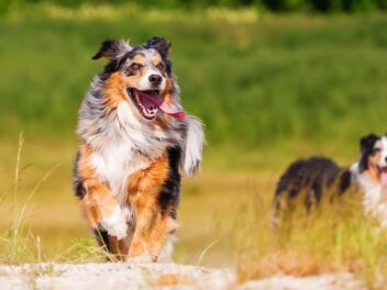 7 races de chien qui ont le vent en poupe