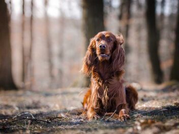 Les 8 races de chien qui aiment beaucoup être dans la nature