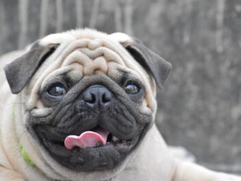 Les races de chiens à face courte les plus populaires