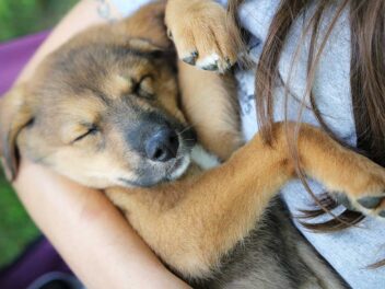 Voici 7 races de chien qui adorent être serrées dans les bras